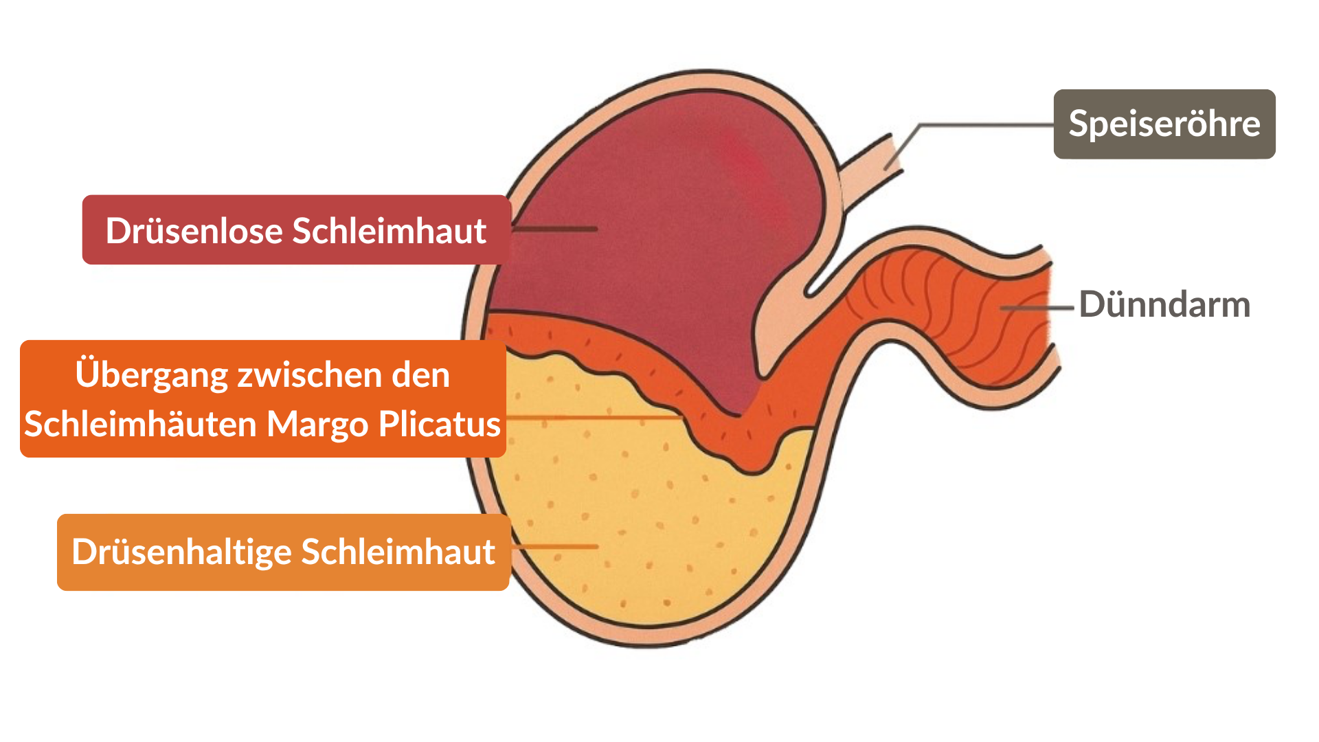 Schema Magen Pferd